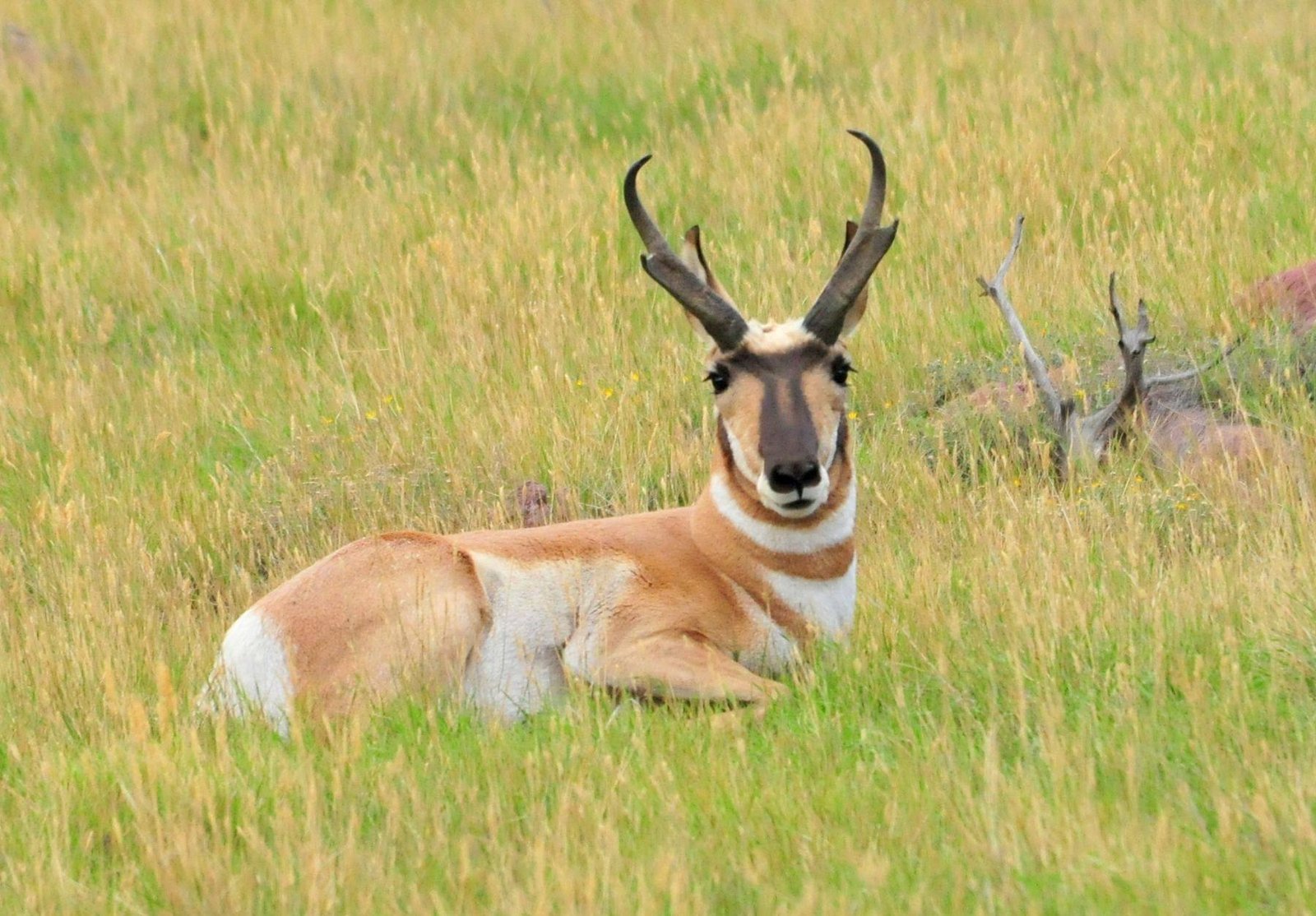 A pronghorn buck lying in tall grass in Wyoming
