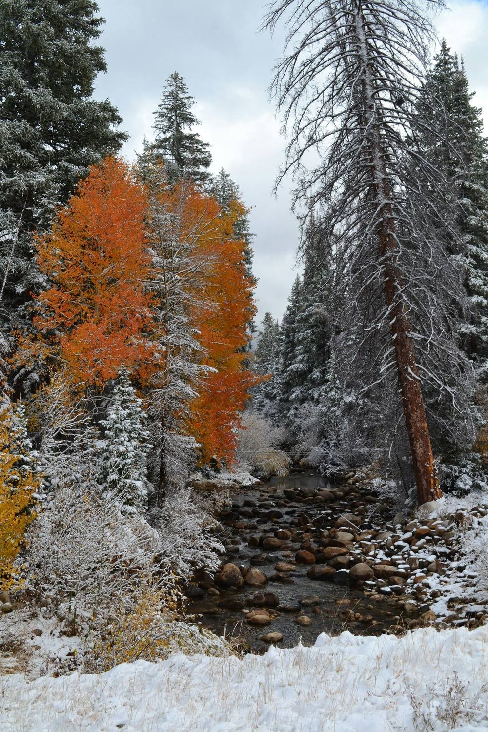 Fresh snow on evergreens and orange aspens beside a creek near Saratoga